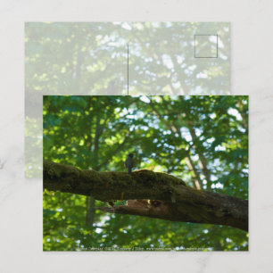 Postal Superficie forestal