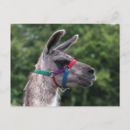 Postal Superioridad de Llama