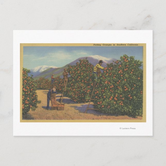 Postal Sur de California - Naranjas de recogida (Anverso)