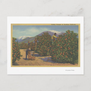 Postal Sur de California - Naranjas de recogida