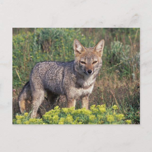 Postal Suramérica, Chile, Torres del Paine NP, (Anverso)