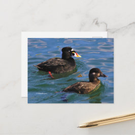 Postal Surf Scoter se paró con pollos al borde del muelle
