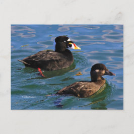 Postal Surf Scoter se paró con pollos al borde del muelle