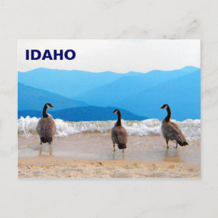 Postal ¡Surf's Up! - Geese