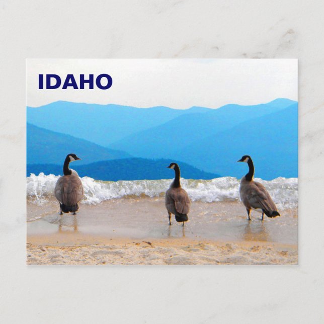 Postal ¡Surf's Up! - Geese (Anverso)