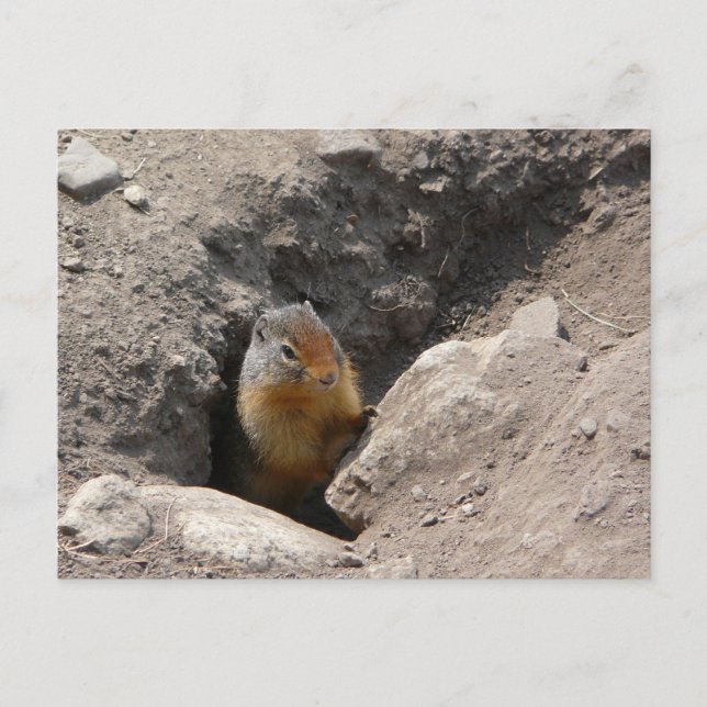 Postal Surge la creatura rodentista (Anverso)