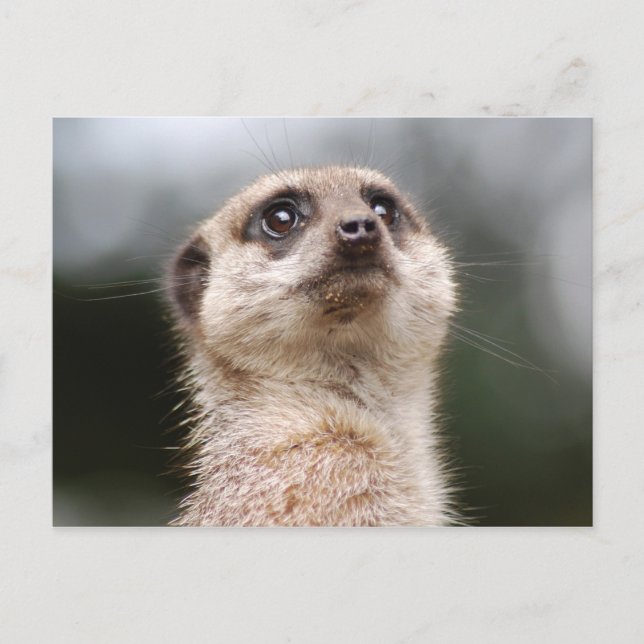 Postal Suricata (Anverso)
