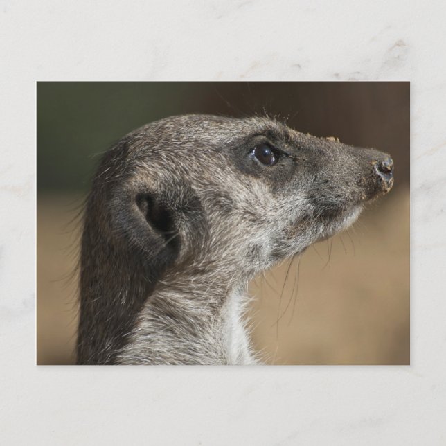 Postal Suricata (Anverso)