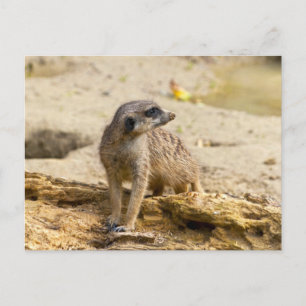 Postal Suricata