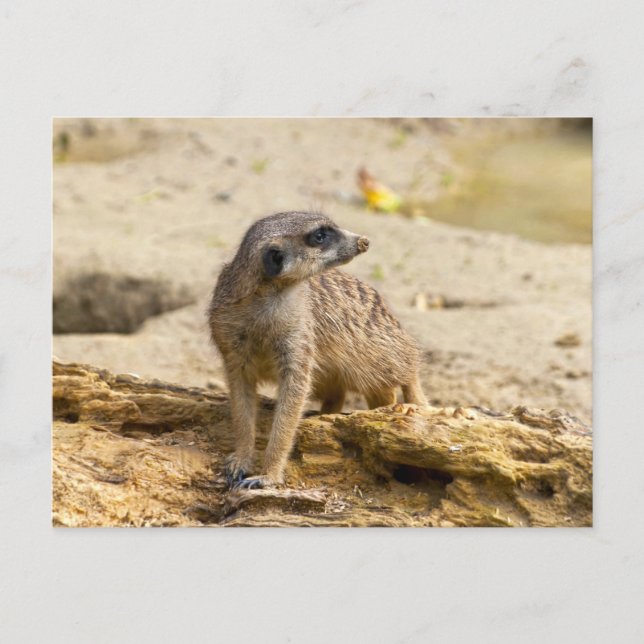 Postal Suricata (Anverso)