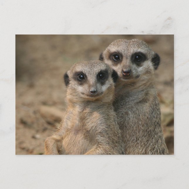 Postal Suricata 067 (Anverso)