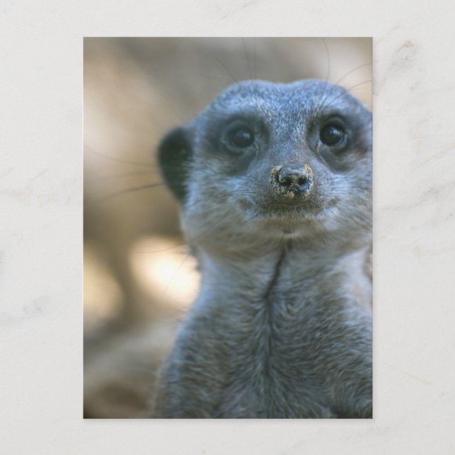 Postal Suricata divertida (Anverso)