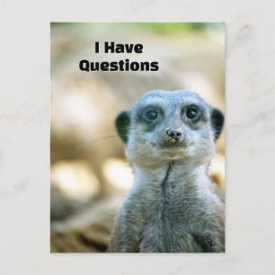 Postal Suricata Divertida Tengo Preguntas Humor Animal