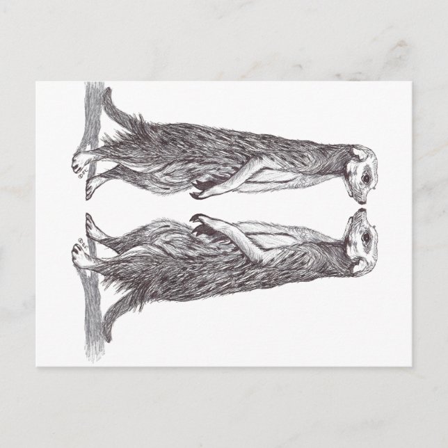 POSTAL SURICATA LOVE. MEERKAT LOVE. (Anverso)