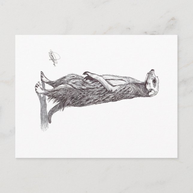 POSTAL SURICATA. MEERKAT (Anverso)