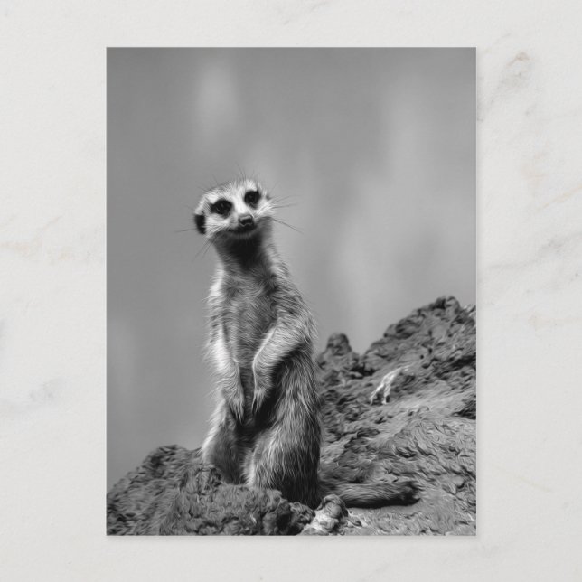 Postal Suricate (Anverso)