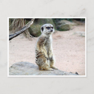 Postal suricato de meerkat