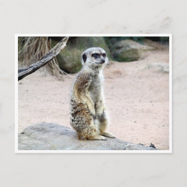 Postal suricato de meerkat (Anverso)