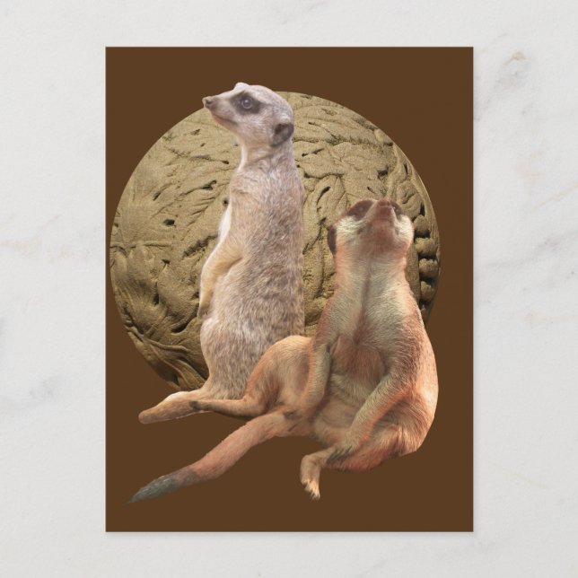Postal Suricatos del Zoológico de Indianapolis (Anverso)