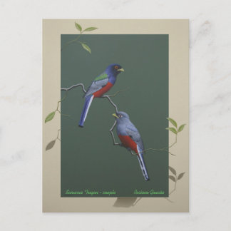 Postal Surucua Trogon - pareja