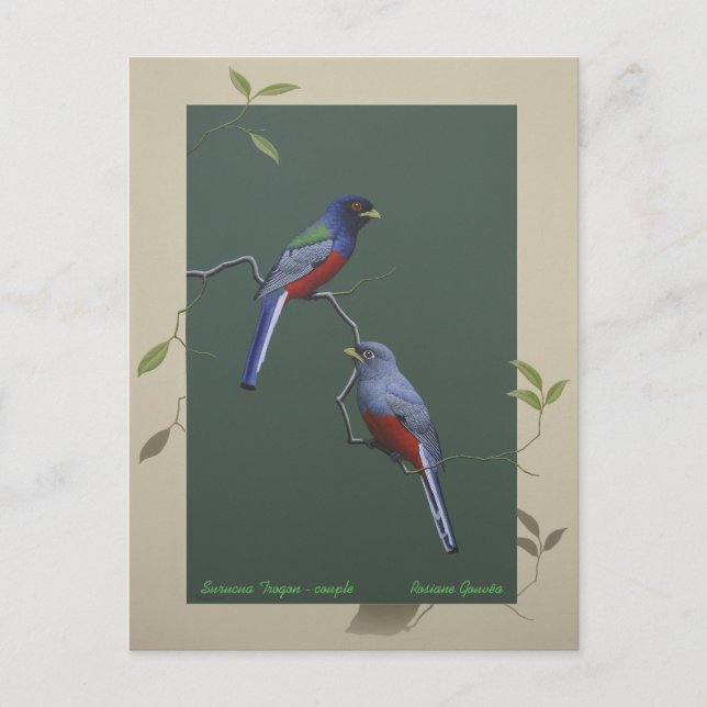 Postal Surucua Trogon - pareja (Anverso)