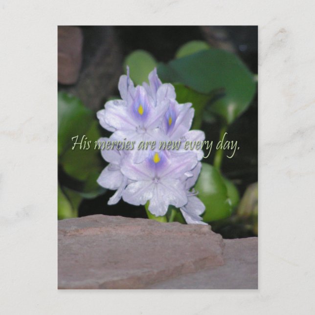 Postal Sus miercias (Anverso)