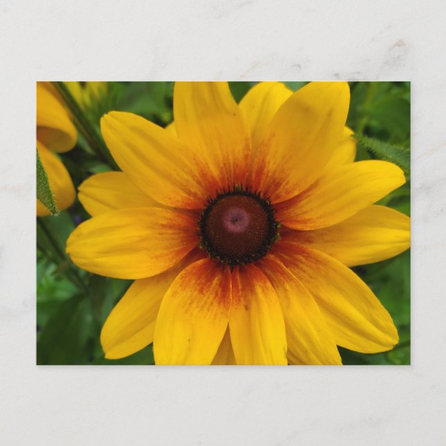 Postal Susan Black-Eyed (Anverso)