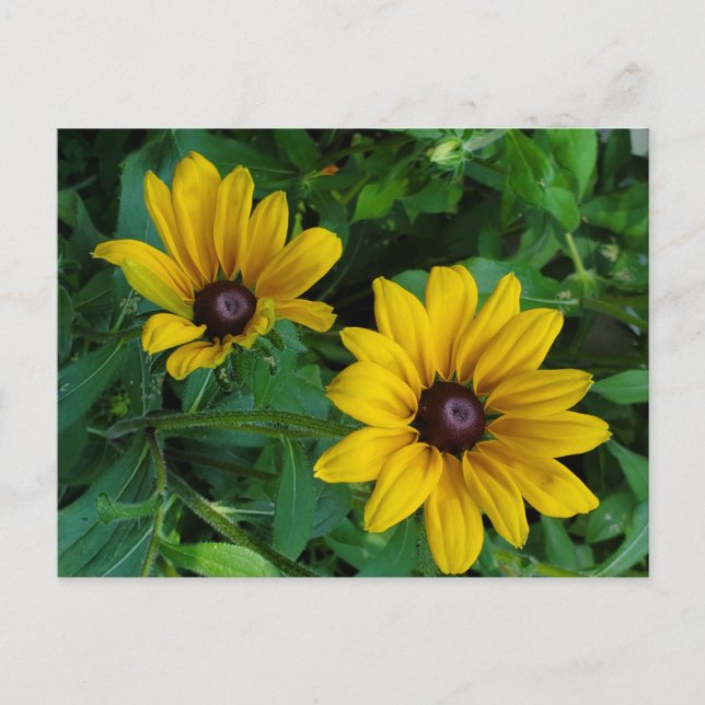 Postal Susan Black-Eyed (Anverso)