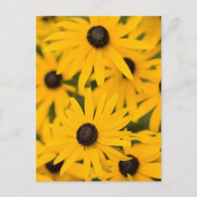 Postal Susan Daisies, de ojos negros (Anverso)
