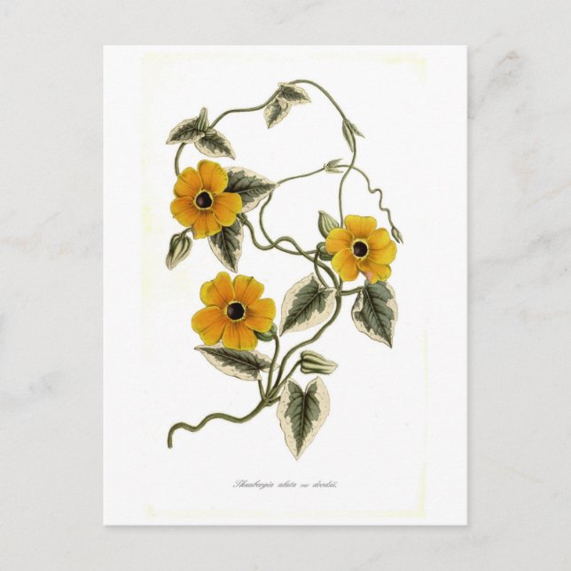Postal Susan de ojos negros (Anverso)