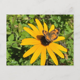 Postal Susan de ojos oscuros con mariposa de crema perla