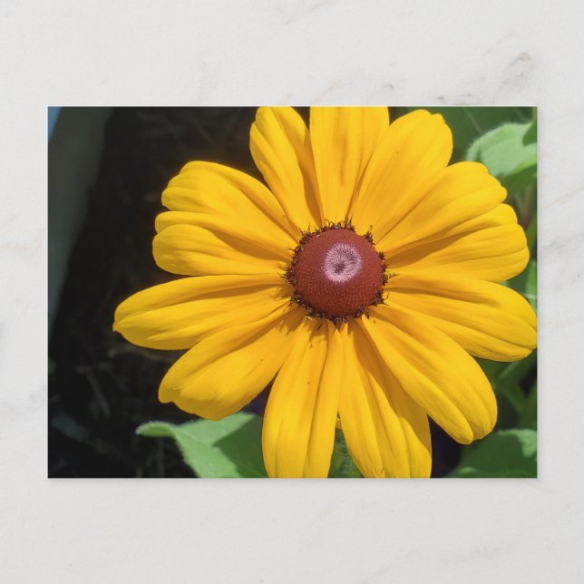 Postal Susan Eyed Negro (Anverso)