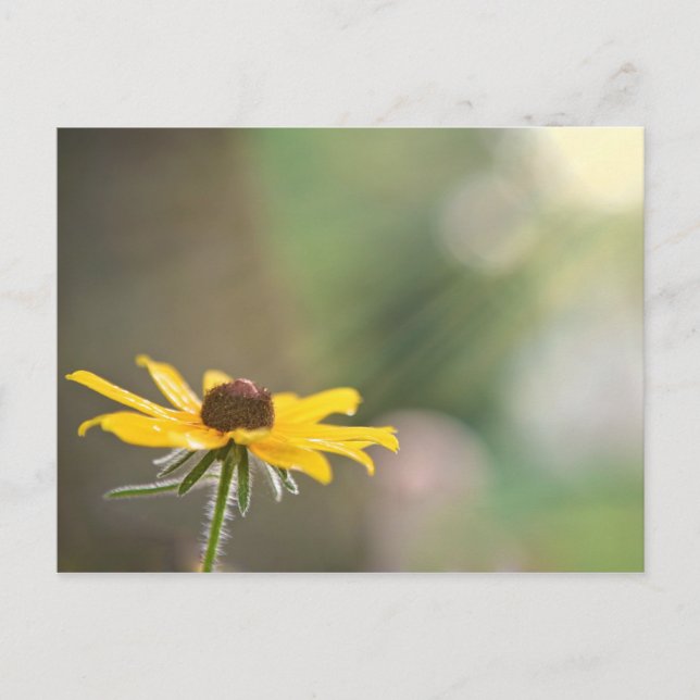 Postal Susan Oyed Negro (Anverso)