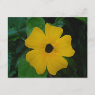 Postal Susan Postcard, de ojos negros
