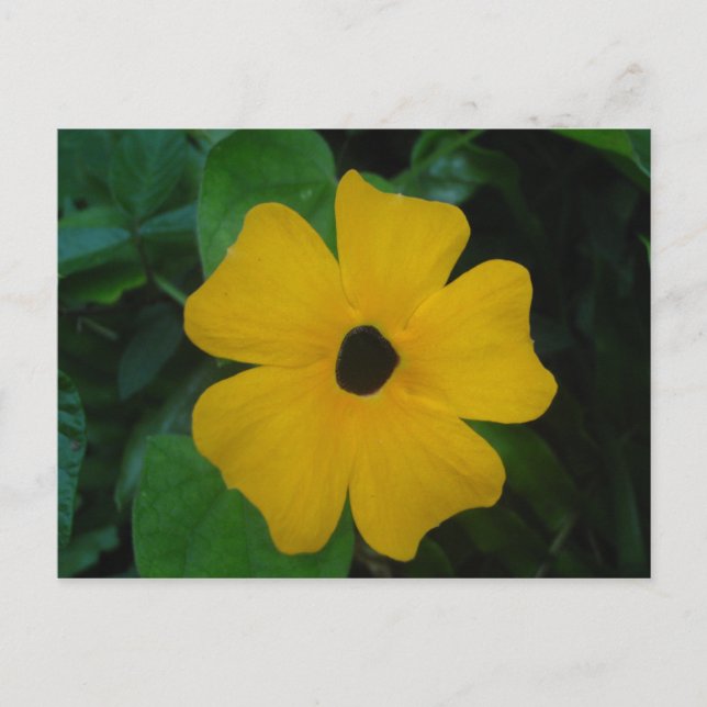 Postal Susan Postcard, de ojos negros (Anverso)