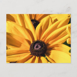 Postal Susan Postcard de ojos negros