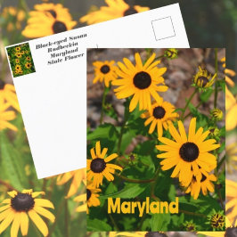 Postal Susan State Flower of Maryland, de ojos negros
