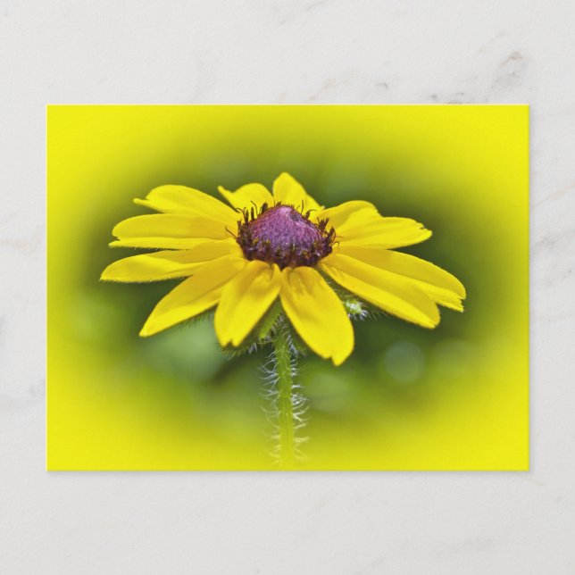 Postal Susan Wildflower (Anverso)