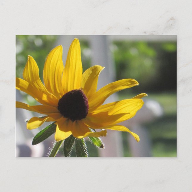 Postal Susan Wildflower | (Anverso)