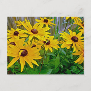 Postal Susan Wildflowers, de ojos negros