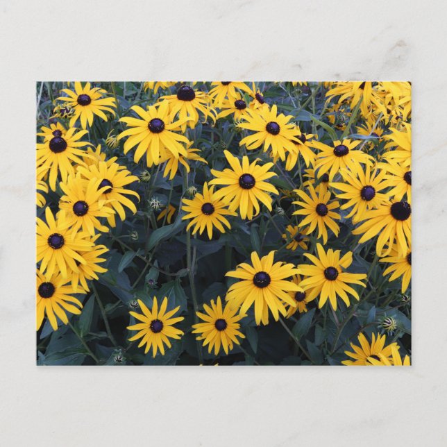 Postal Susan Wildflowers, de ojos negros de verano (Anverso)