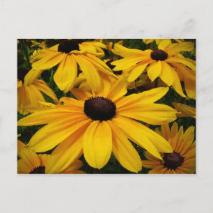 Postal Susans de ojos negros
