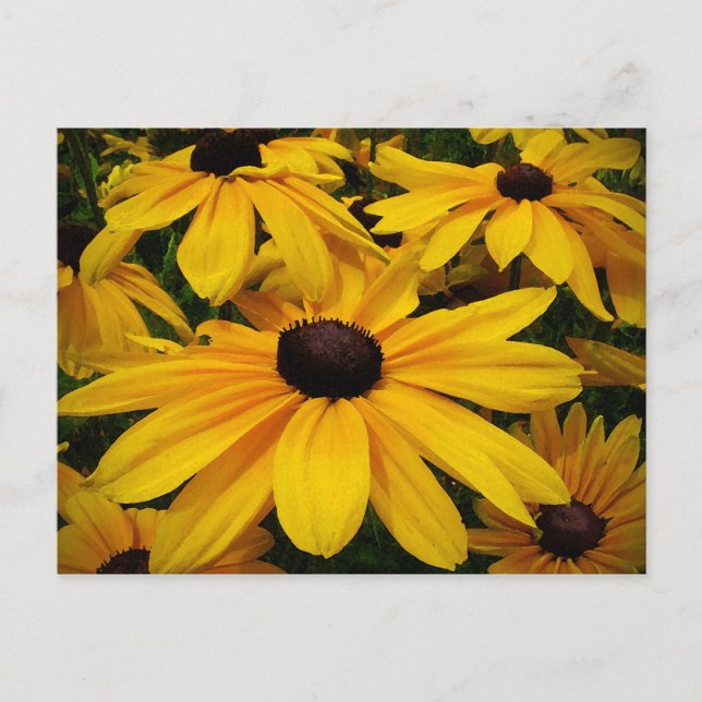 Postal Susans de ojos negros (Anverso)