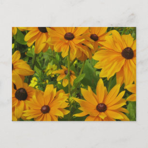 Postal Susans de ojos negros