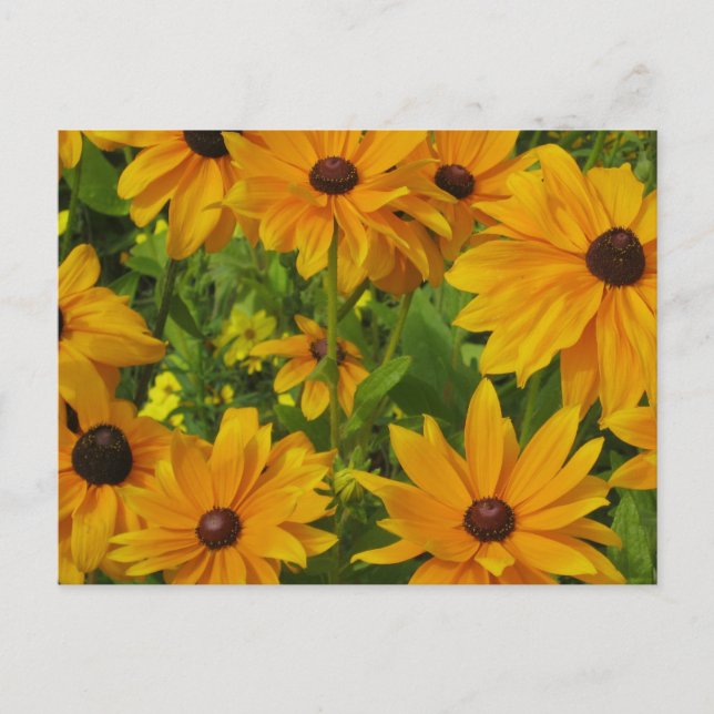 Postal Susans de ojos negros (Anverso)