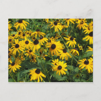 Postal Susans de ojos negros