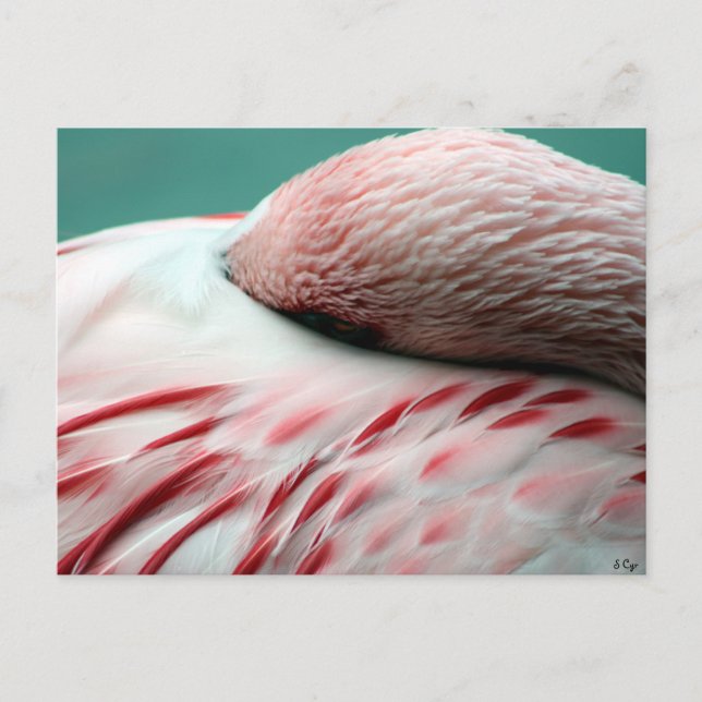 Postal Suspensión rápida (Anverso)