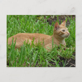 Postal süße braune Katze