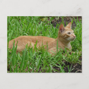 Postal süße braune Katze