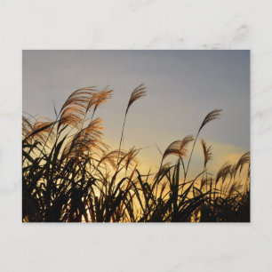 Postal Susuki (hierba de las pampas japonesa)